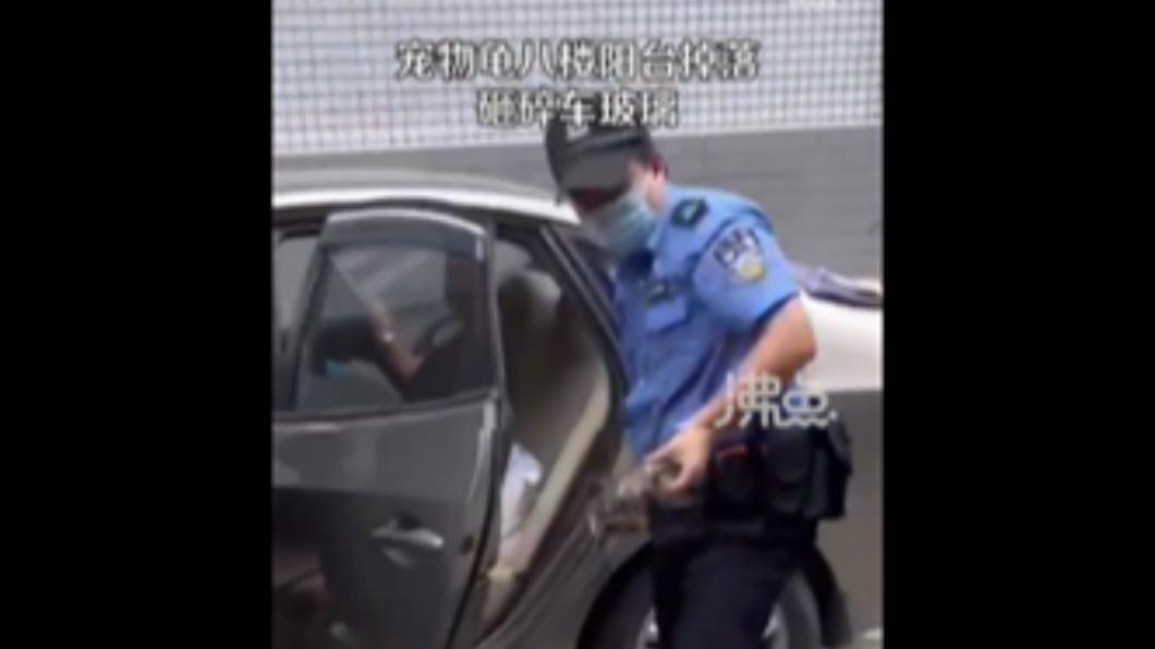 警衛救出墜落的烏龜。(圖/翻攝自微博)