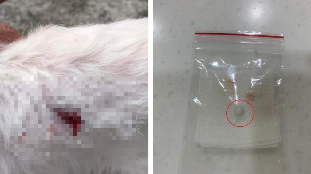 強辯模型遭咬!狠男持BB槍射狗濺血 飼主友人理論受傷