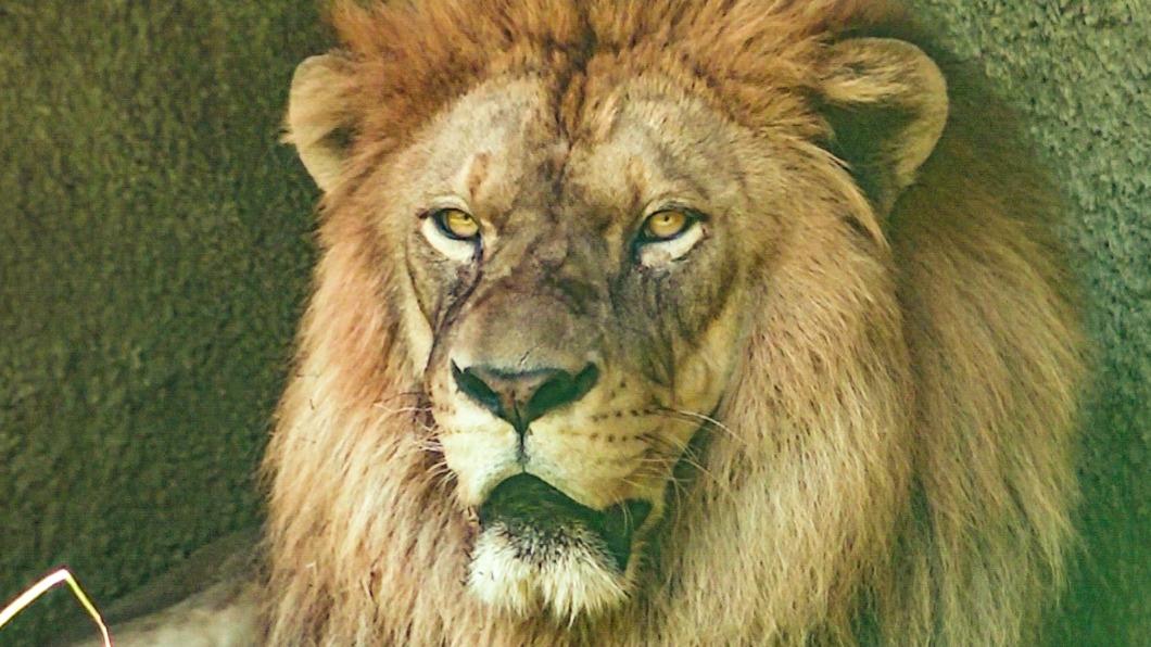 獅子是母系社會！這動物獨特生殖器　雌性同意才可交配