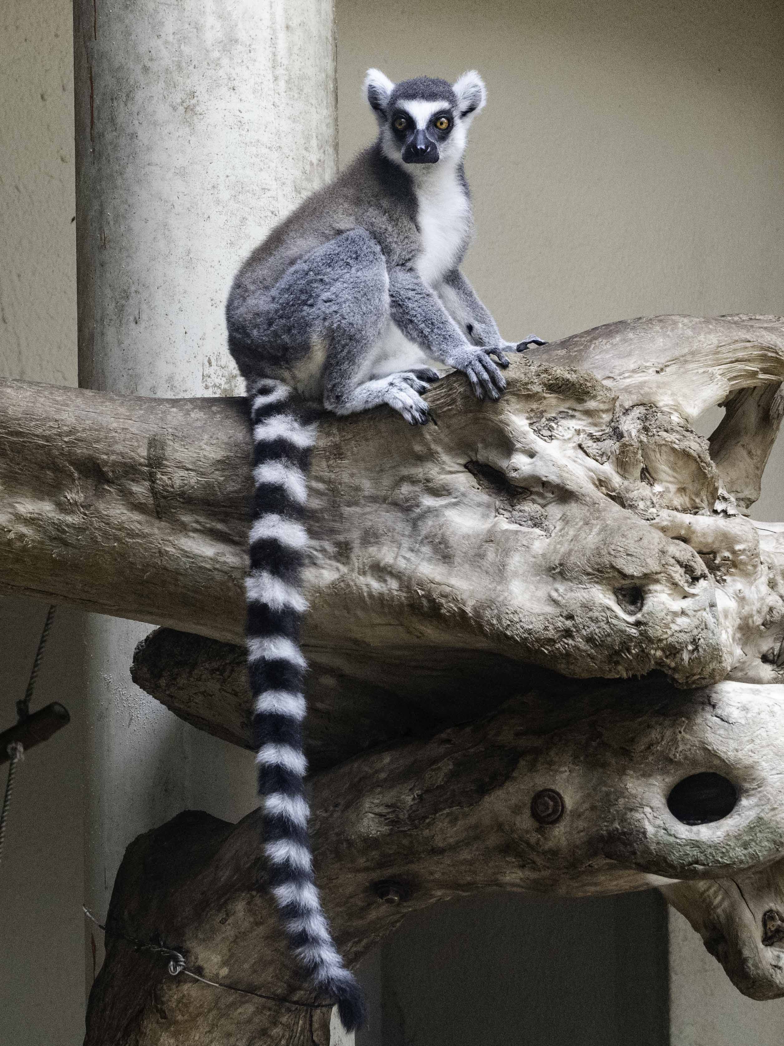 環尾狐猴。(圖/台北市立動物園提供)