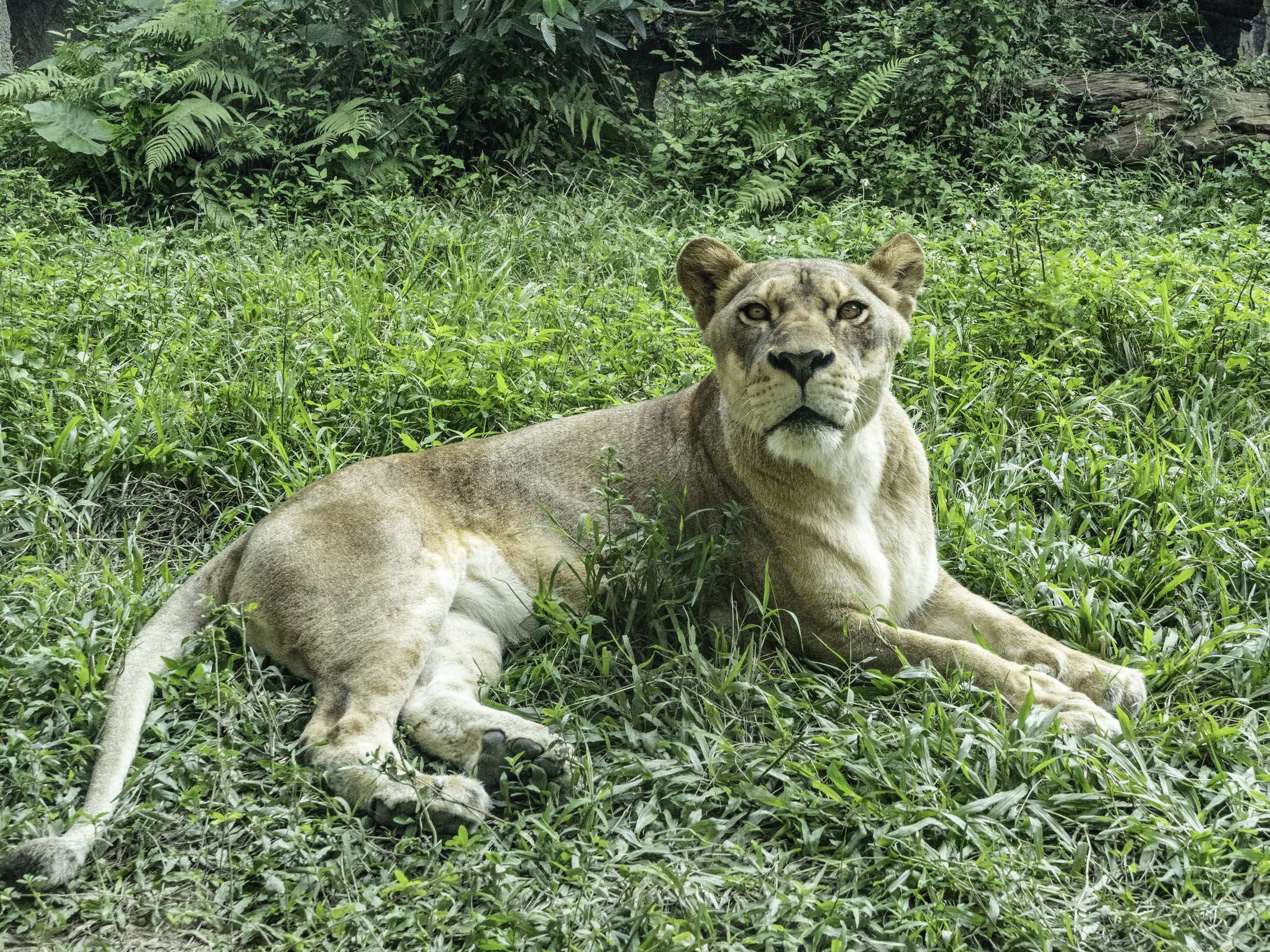 非洲獅的核心成員其實是由雌性組成。(圖/台北市立動物園提供)