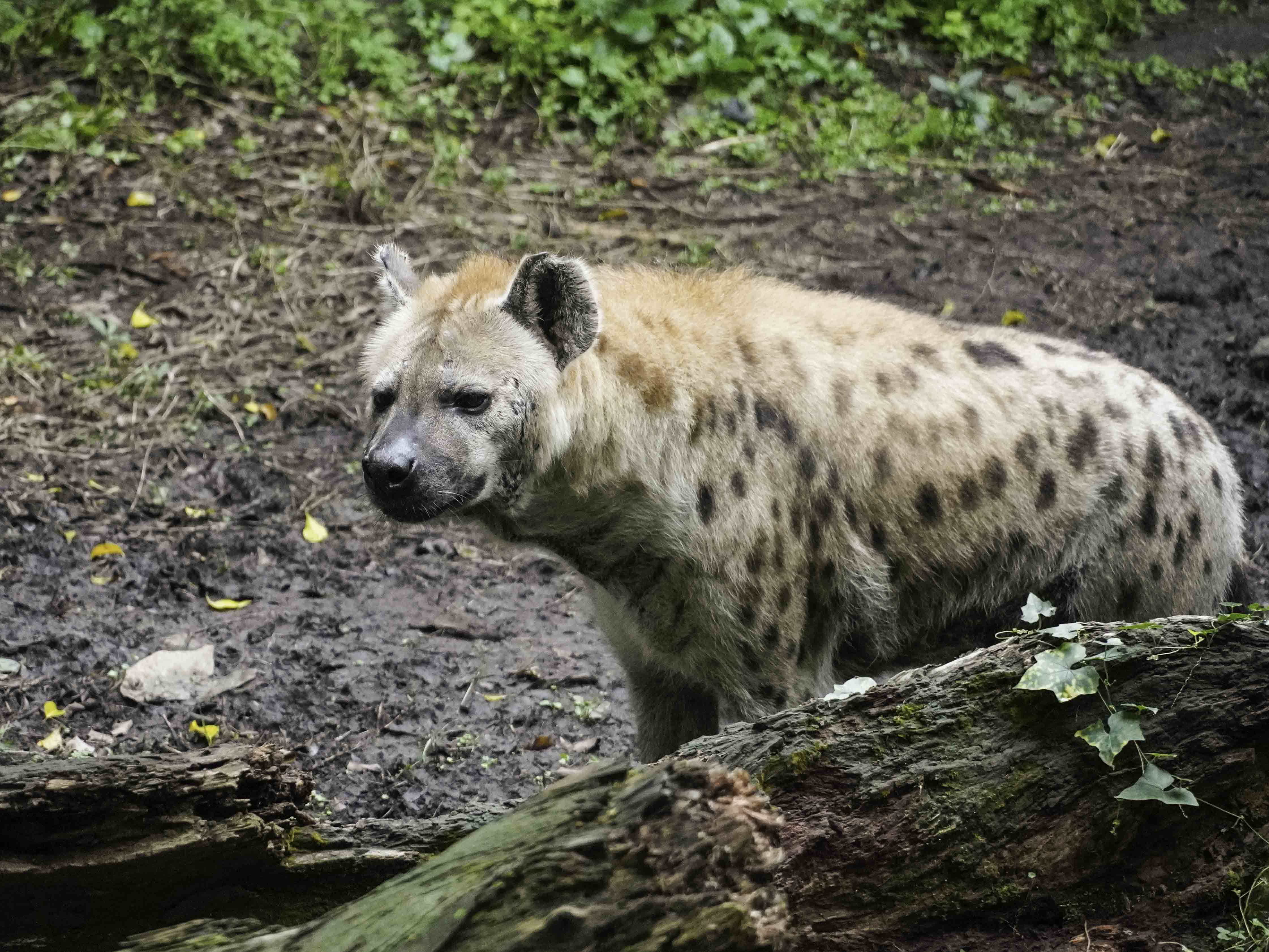 雌性斑點鬣狗的體型較雄性大、地位也較高。(圖/台北市立動物園提供)