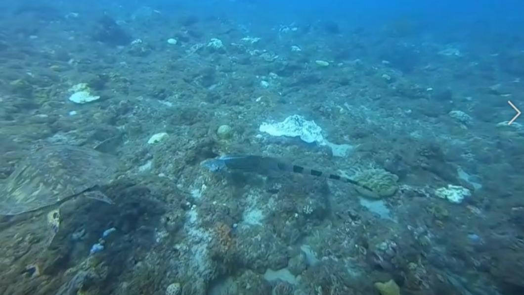 綠鬣蜥潛水!小琉球海龜遭「逼車」 獵龍專家:渡海輕而易舉