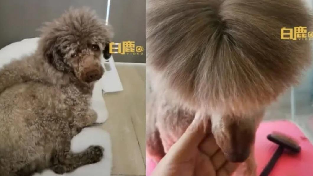 貴賓變河童！飼主嫌毛太難梳　拿「這1物」抹頭頂下場GG