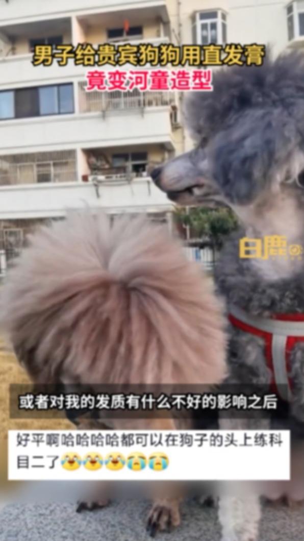 直髮後的狗狗跟其他貴賓犬比起來頭直接扁一半。(圖/翻攝自白鹿視頻)