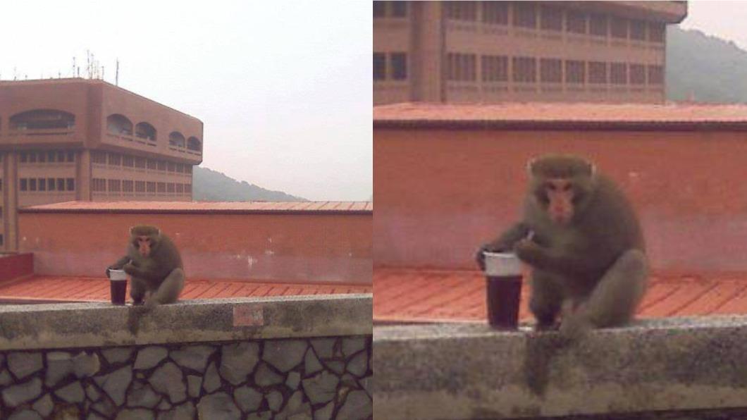 中山大學獼猴又進化!蹲牆爽喝手搖 不屑「插吸管」:沒看過膩