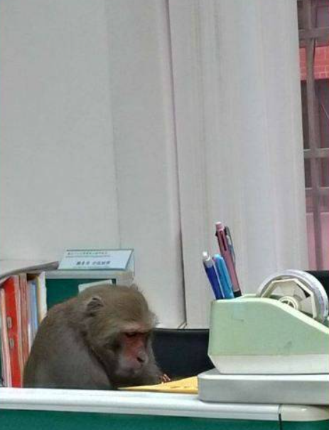 獼猴坐在教職員辦公室。（圖／翻攝自臉書）