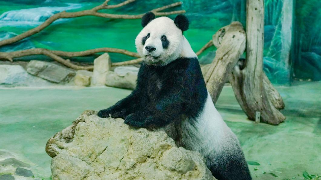 團團「癲癇病因」出爐!排除腦血管病變 將回動物園上班