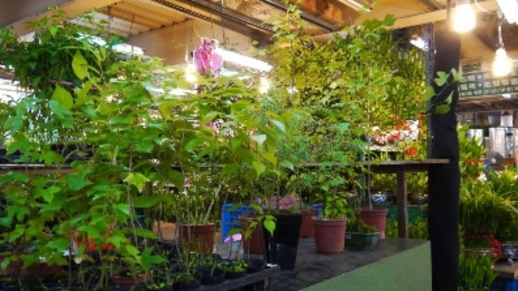 板橋花市。(圖/翻攝自新北市板橋區公所官網)