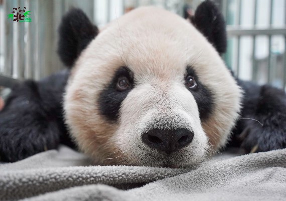 團團、圓圓一直是動物園人氣王。（圖／翻攝自台北市立動物園臉書）