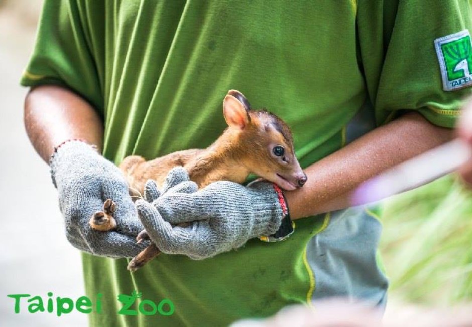 小山羌寶寶的大眼睛讓人看了快融化。（圖／翻攝自台北市立動物園臉書）