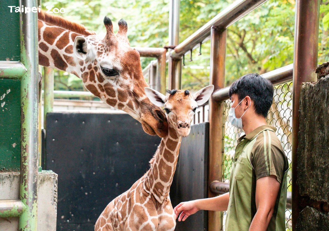 長頸鹿真的又漂亮又可愛。（圖／翻攝自台北市立動物園臉書）