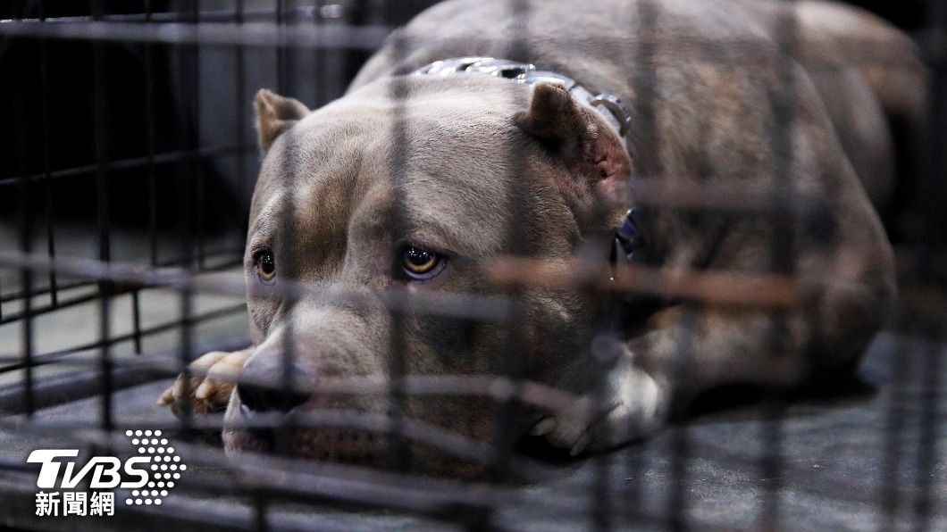 又是比特犬！美年邁夫婦遭攻擊　腿部重傷被迫截肢