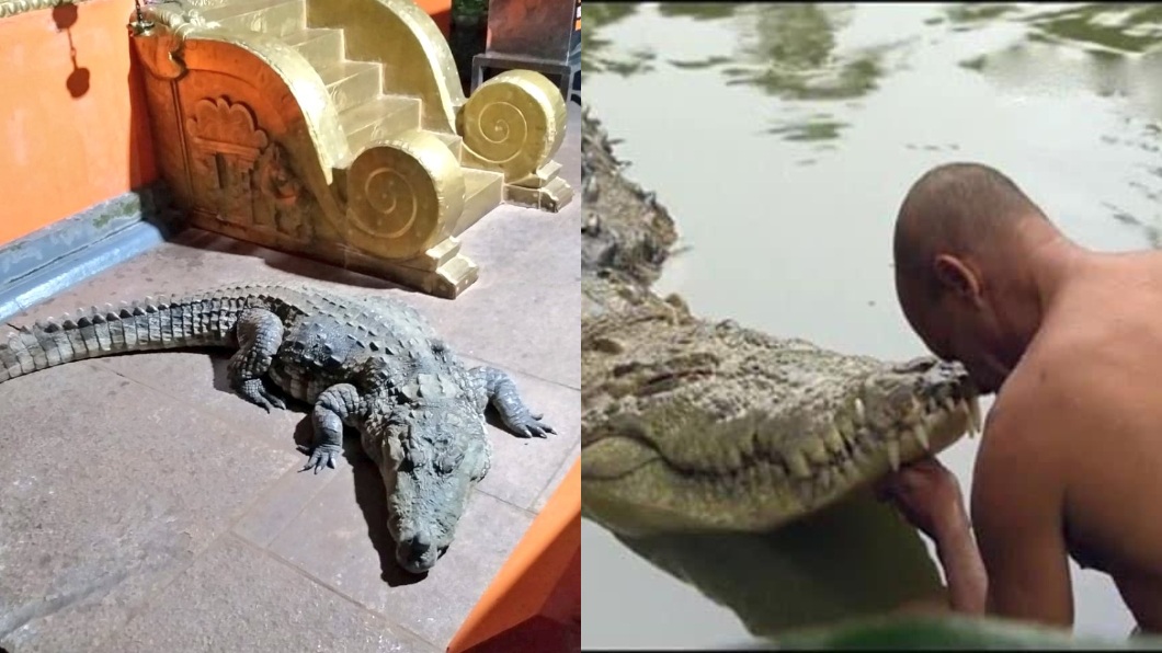 據廟方表示這隻鱷魚以米食和粗糖為食。（圖／翻攝自推特Shobha Karandlaje @ShobhaBJP）