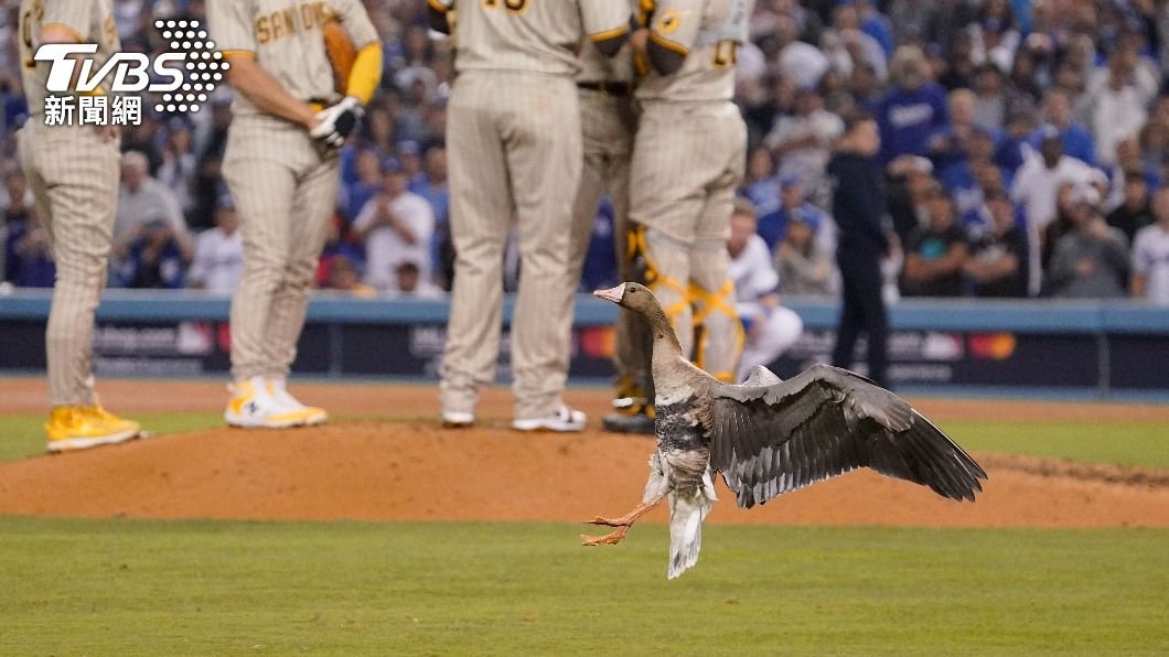 闖入吉祥物?MLB教士擊退道奇 馬查多嗨喊:好運大鵝
