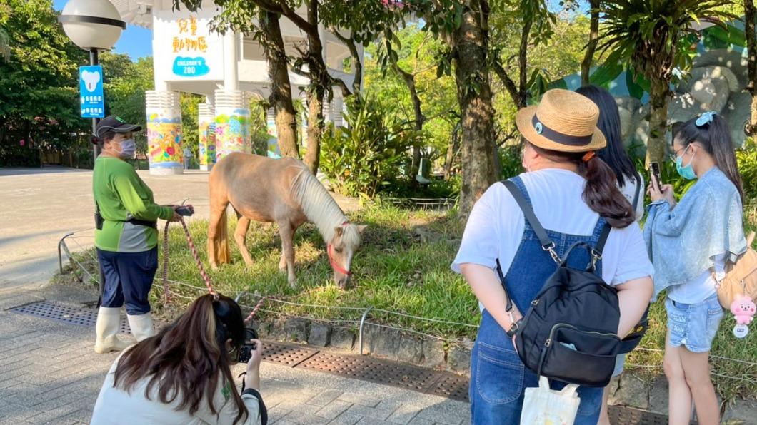 多圖／太萌！迷你馬陪遊客蹓躂　保育員笑：不是動物脫逃
