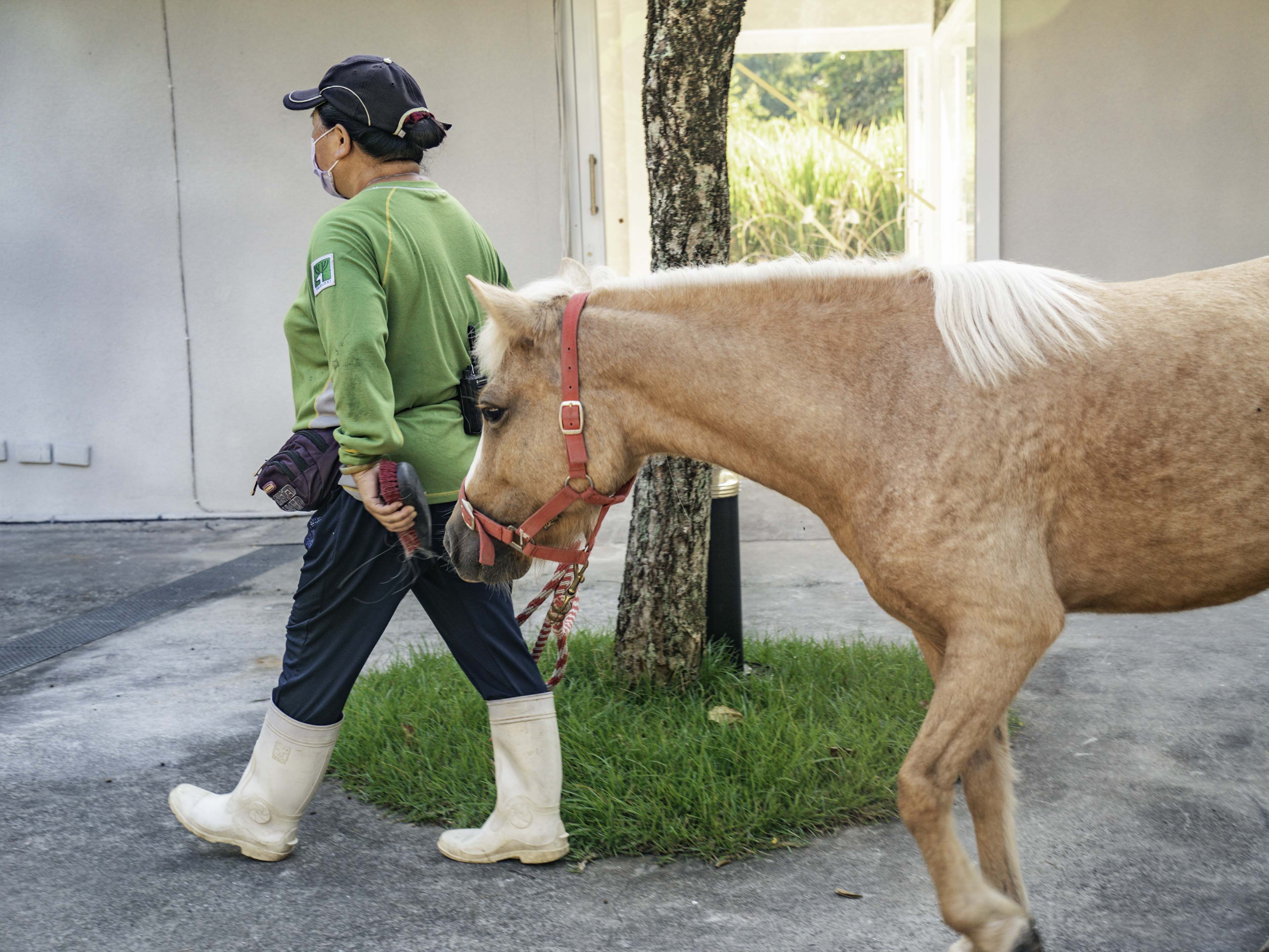如果看到動物保育員帶著羊駝、迷你馬等動物在園區「蹓躂」,那可是保育員正在為動物進行「減敏」訓練。(圖/台北市立動物園提供)