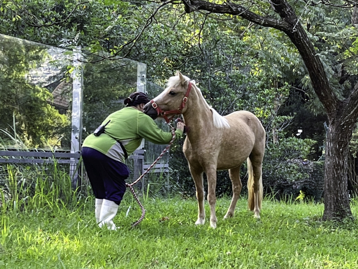 馬不像驢常在地上打滾去除搔癢,保育員會幫馬洗澡、刷毛,再帶出門走走。(圖/台北市立動物園提供)