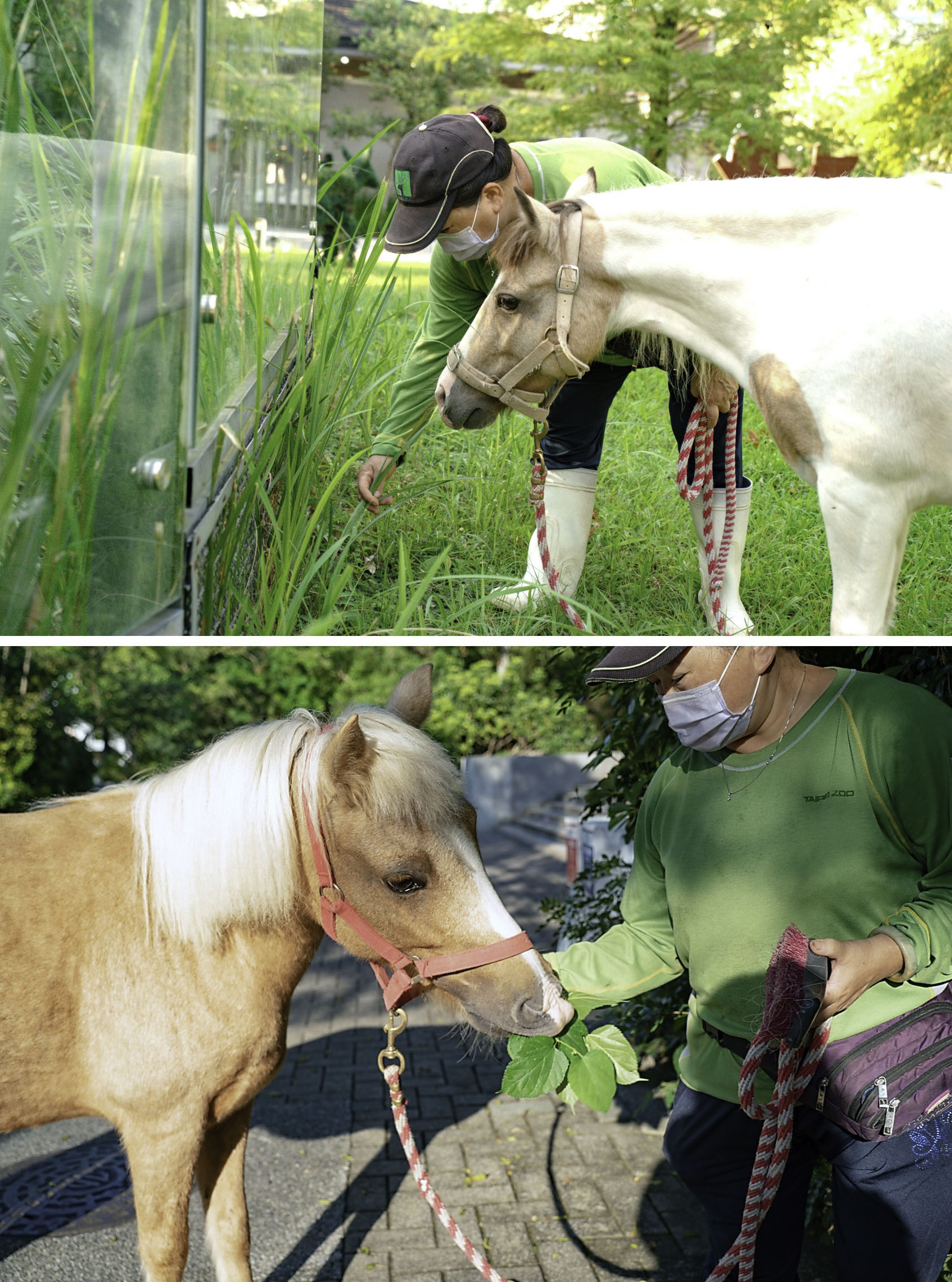 園區野生的植物,成為動物「蹓躂」時沿路美食打卡點。(圖/台北市立動物園提供)