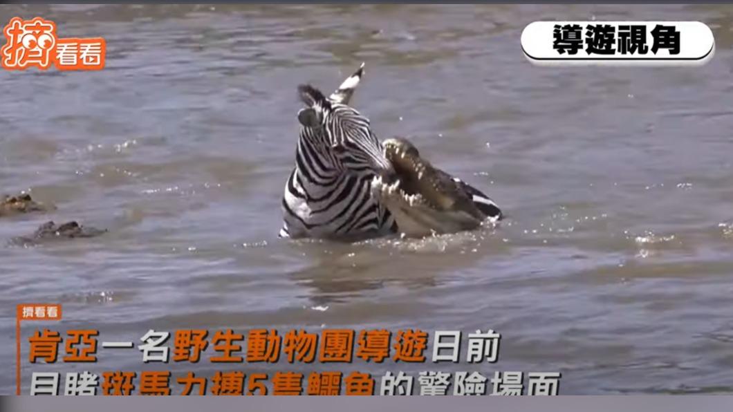 落單斑馬獨鬥5隻鱷魚,成功退敵逃脫上岸。(圖/翻攝自YouTube)
