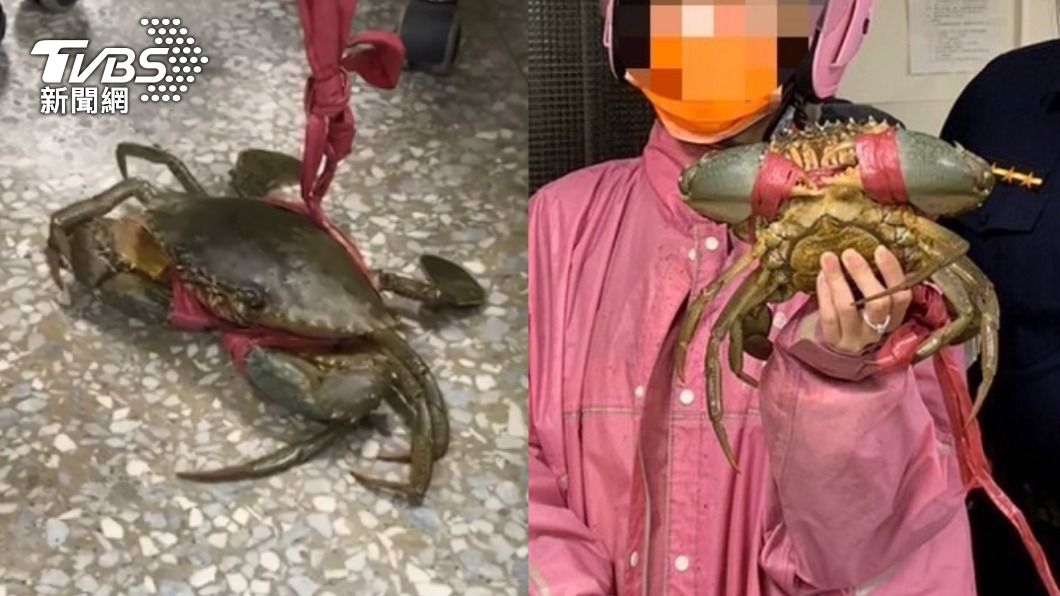 快溜!「寵物蟹」怕被煮急逃亡 大街被撿回最終命運曝光