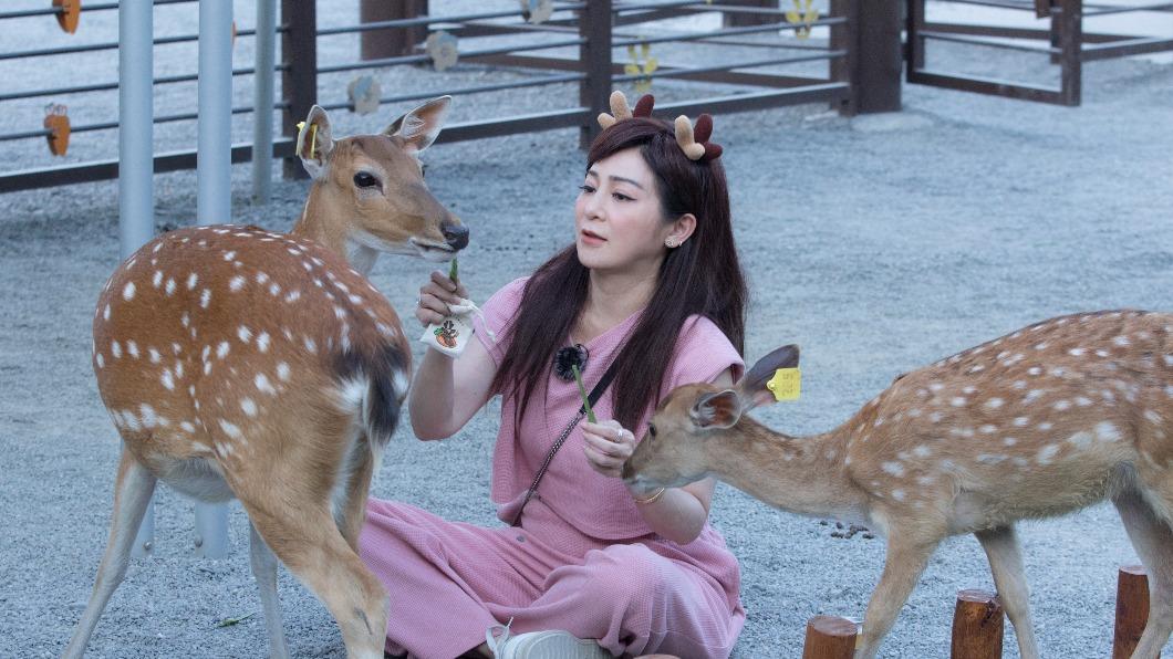 王彩樺餵鹿。(圖/東森提供)