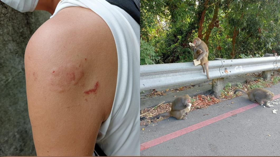 柴山獼猴糾纏咬人!他嘆:猴子被慣壞了嗎? 專家這樣說