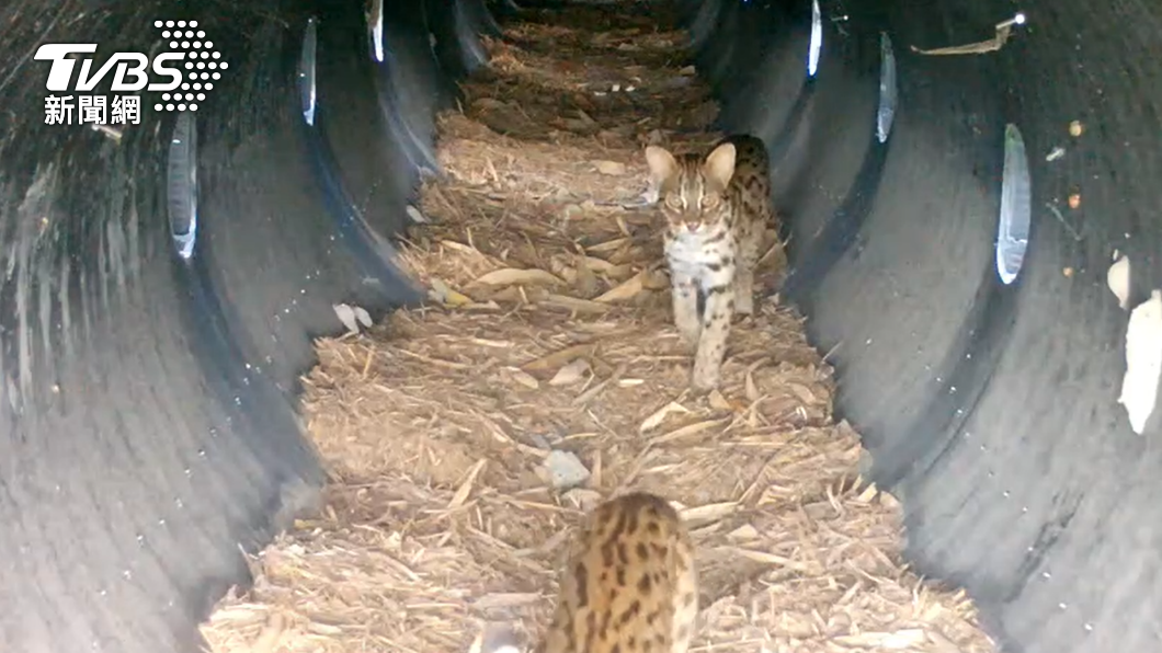 減少路殺!野生動物跨河通道設立 石虎開心叼獵物回家