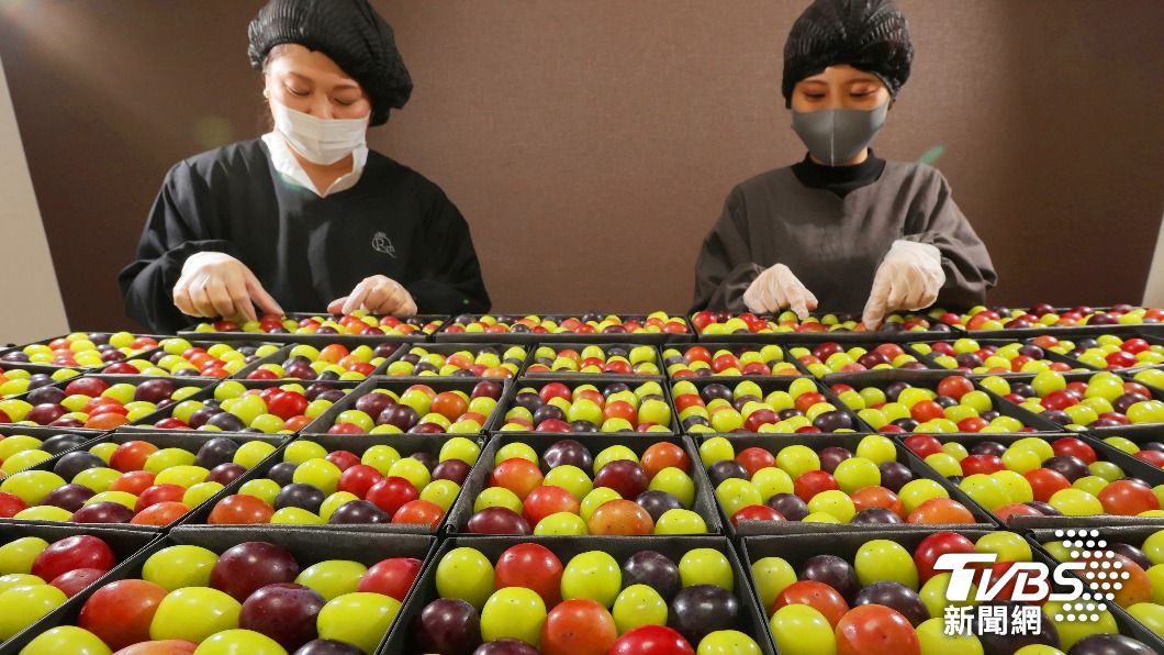 日本工作人員正在分裝高級葡萄禮盒。（圖／達志影像美聯社）