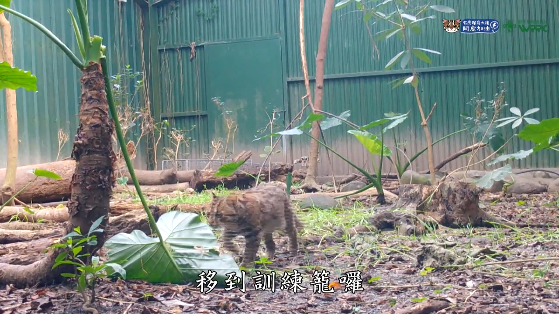 圖/翻攝石虎保育大使 阿虎加油
