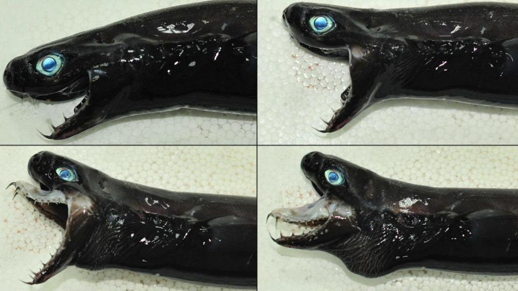 台東捕獲「猛毒魚」紅到國外!品種極罕見 全球僅3地現蹤