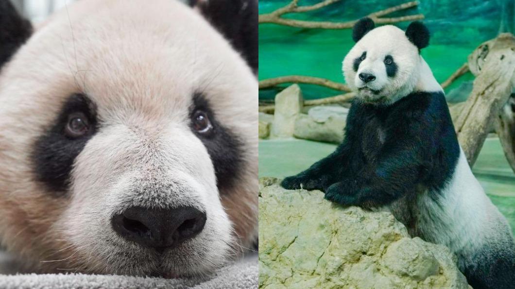 團團這幾天身體狀況不佳。(圖/台北市立動物園提供)