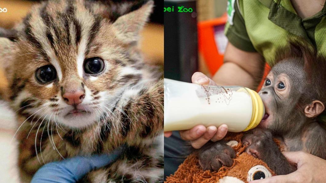 動物園人氣排行曝光！團團圓圓非冠軍　山羌、石虎可愛到融化