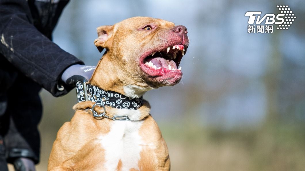 過去曾發生很多起比特犬咬傷人、畜的事件。(示意圖/shutterstock達志影像)