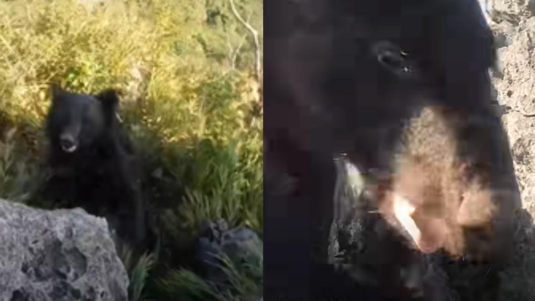 爬山途中遇襲!日男嘶吼猛踹擊退巨大黑熊 驚險畫面曝光