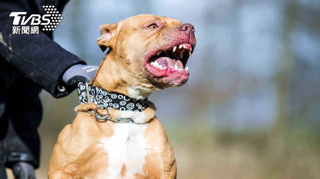 國內外比特犬傷人事件頻傳。（示意圖／shutterstock 達志影像）
