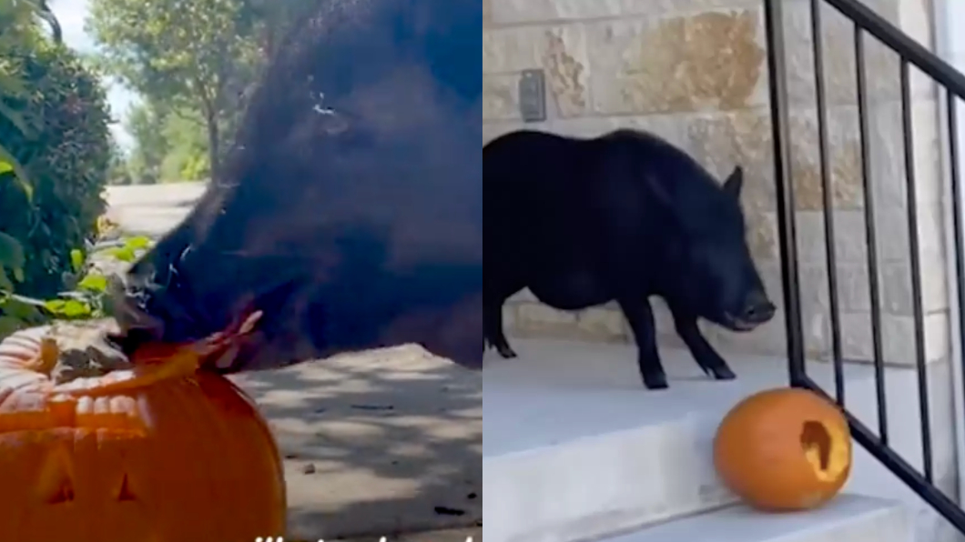 小豬狂嗑南瓜「變萬聖節大盜」!鄰居笑噴 飼主超尷尬