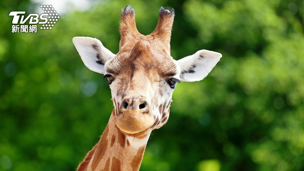 罕見!動物園長頸鹿「抓狂」攻擊人類 女嬰遭活活踩死
