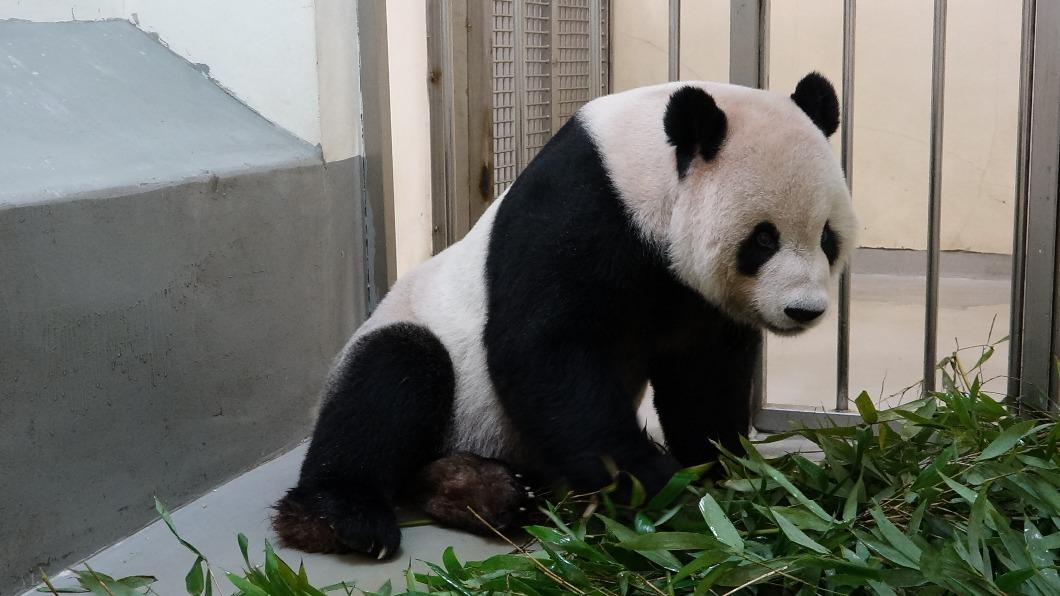 團團改變姿勢或移動身體吃力，常側躺著進食。（圖／臺北市立動物園）