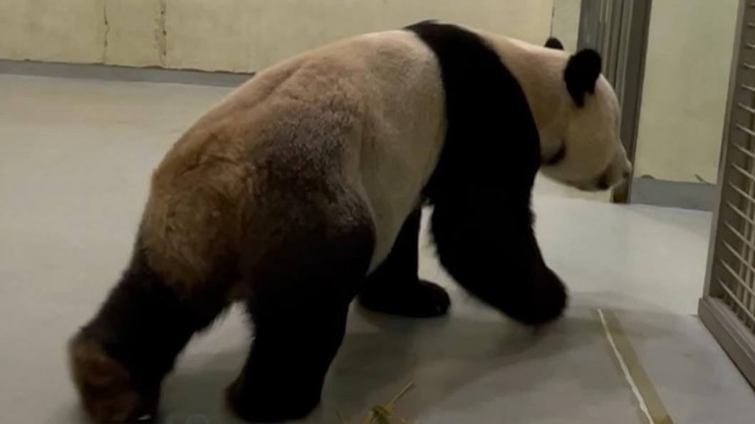 團團病況惡化。（圖／臺北市立動物園）