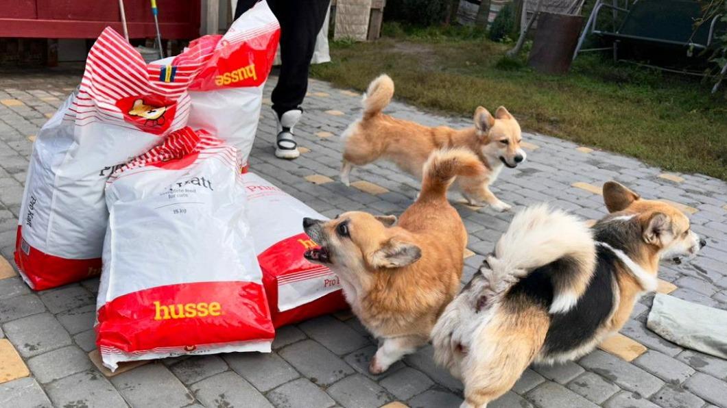 亞姆皮利鎮上,餓壞的柯基犬正圍著大包的狗糧。(圖/翻攝自穆克推特)