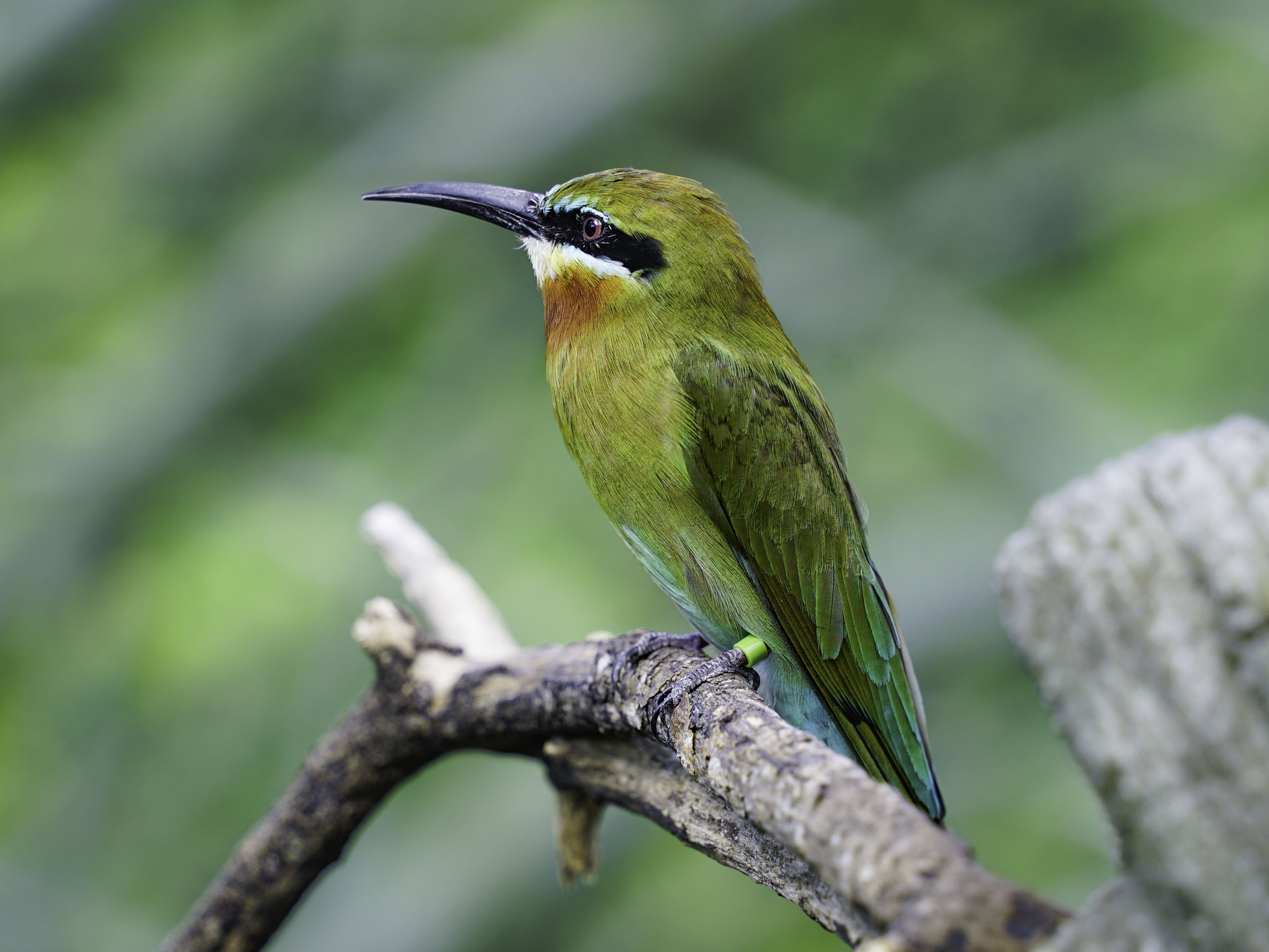 期待能在動物園建立栗喉蜂虎自我繁殖的衛星族群。(圖/台北市立動物園提供)