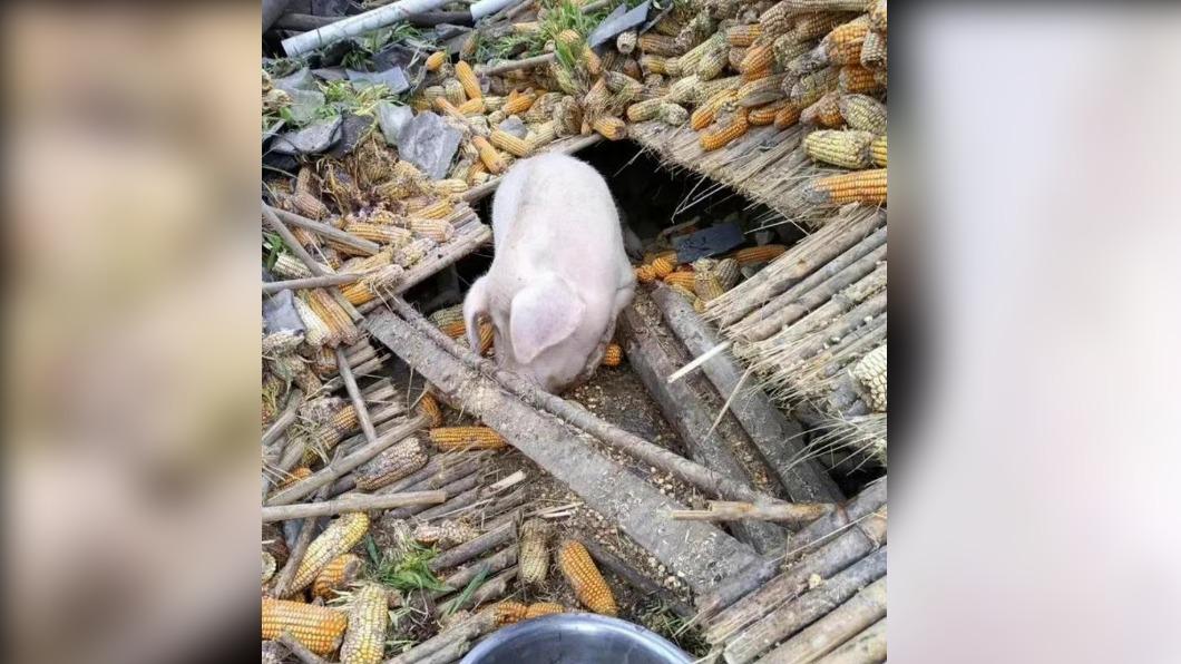 小豬從大地震中存活下來,卻爆瘦50公斤。(圖/翻攝自诸葛杂拌儿微博)