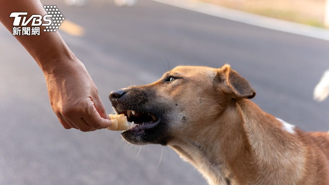 領養變調？中途之家要求飼主定期買商品　挨轟：假愛心真詐騙