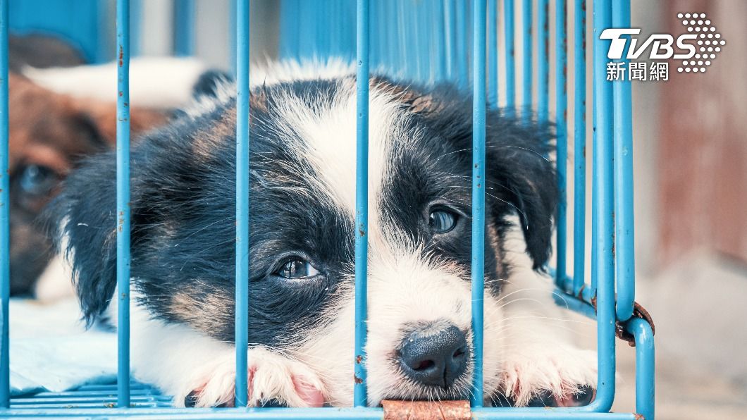 有網友建議若想領養流浪動物可直接到動物之家。(示意圖/shutterstock達志影像)