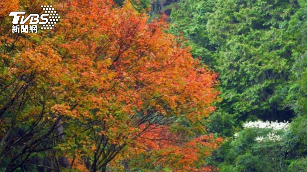 賞楓免出國!台18線阿里山往自忠路段 第一波楓紅報到