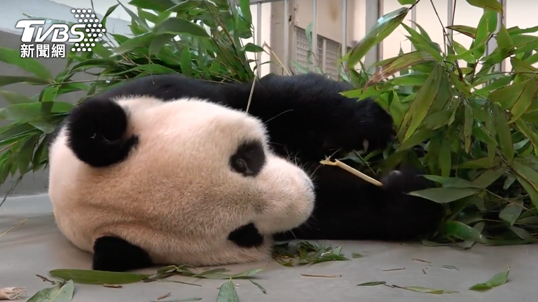 團團活動力下降連吃竹葉都改以側臥方式。(圖/動物園提供)