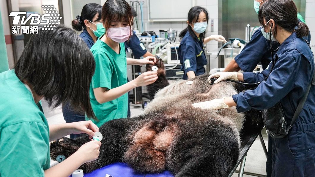 動物園將在各項檢查結果出爐後與相關領域專家學者討論,以為後續的醫療照護方向評估及建議。(圖/動物園提供)