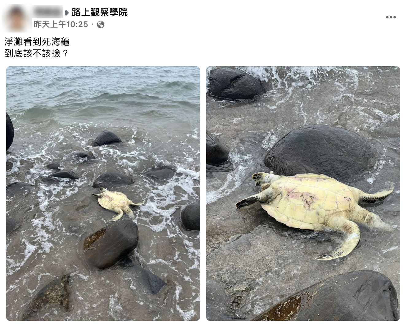網友疑問看到死海龜該不該撿。（圖／翻攝自臉書「路上觀察學院」）