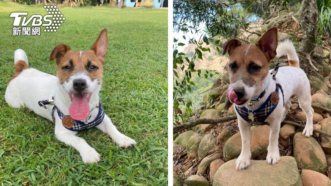 懸賞7萬！愛犬登火炎山不慎滑落70米崖　飼主痛心協尋